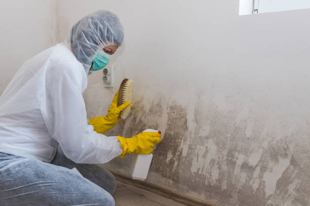 Percy, IL Mold Removal & Remediation Company